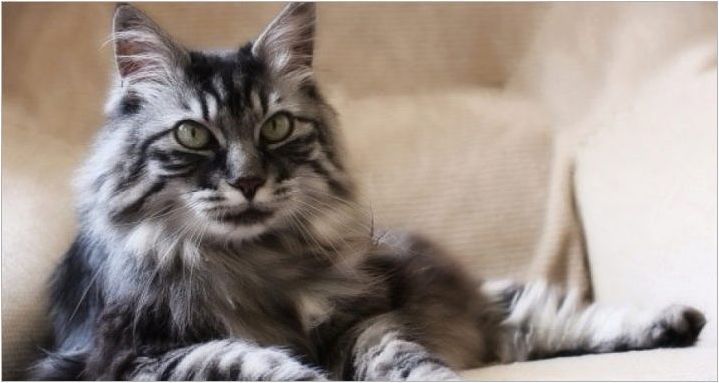 Описание на породите американски котки и тяхното съдържание