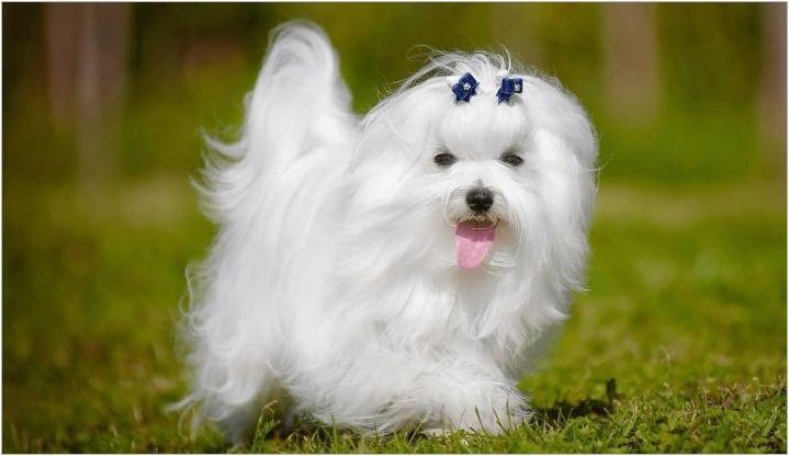 Описание на породите кучета, които не миришат на щифтове