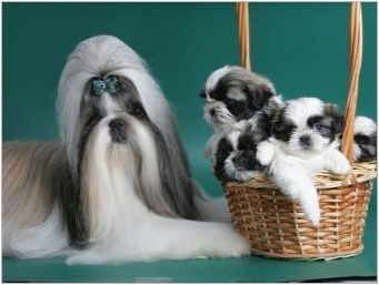 Описание на породите кучета, които не миришат на щифтове