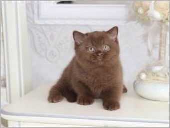 Описание на породите шоколадови котки и тяхното съдържание