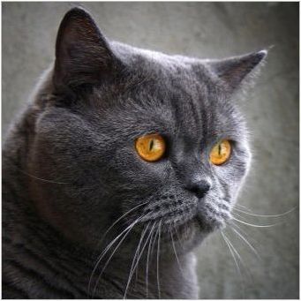 Описание на сините британски котки и тънкостите на тяхното съдържание