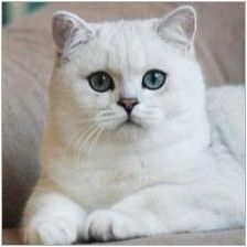 Описание на сините британски котки и тънкостите на тяхното съдържание