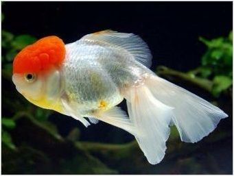 Oranda Fish: Характеристики, видове и съдържание