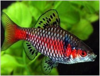 Oranda Fish: Характеристики, видове и съдържание