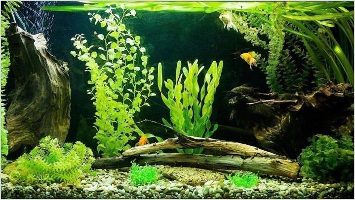 Осмоза за аквариум: какво е и как да го използвам правилно?