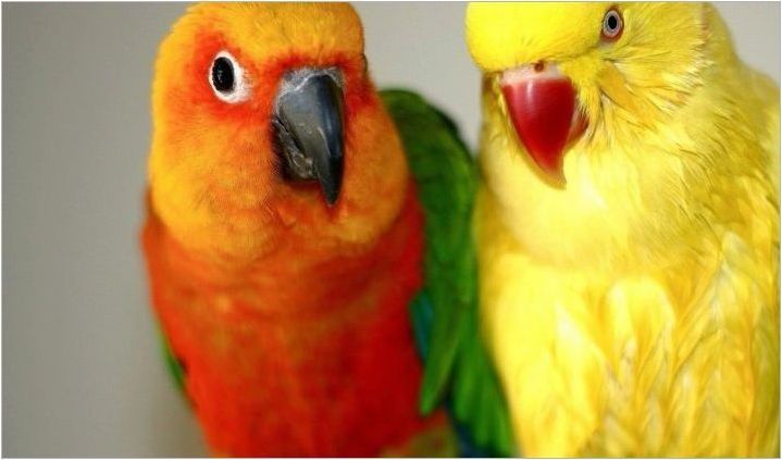 Осъществяване на клетки за папагал със собствените си ръце