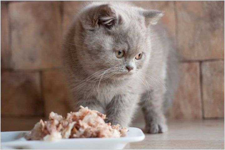 От храненето на котенца на британската порода?