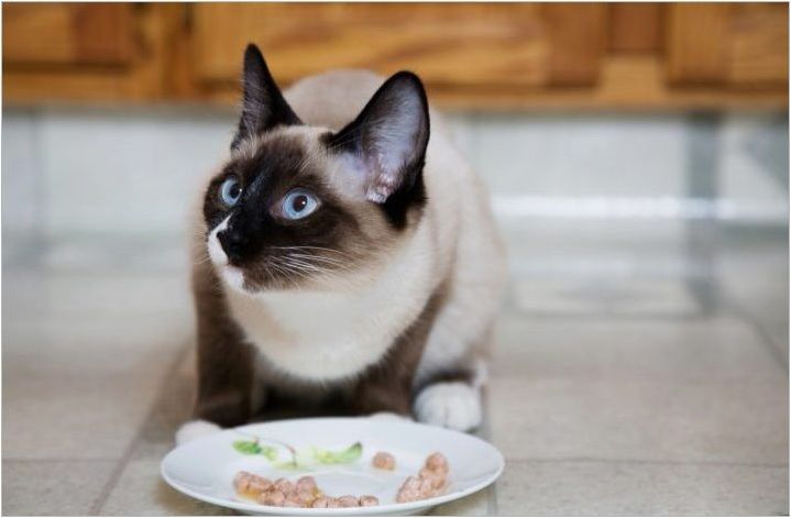 От храненето на сиамските котки?