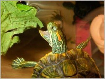 Отколкото да хранят малко червеникава костенурка у дома?