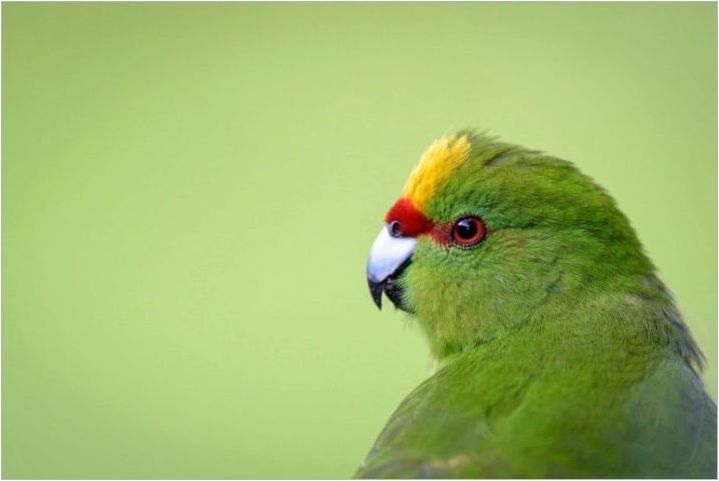 Папагал Какарик: описание, видове, характеристики на съдържание и размножаване