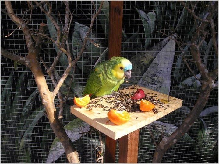 Папагали захранване: видове и характеристики на избора