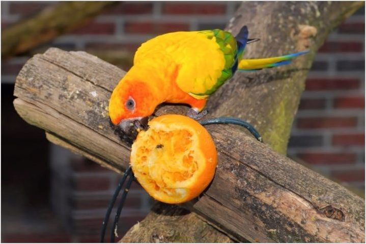 Папагали захранване: видове и характеристики на избора