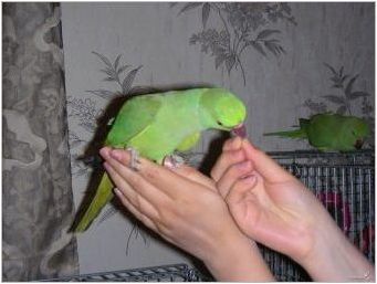 Папагалски папагали: видове, съдържание и разплод