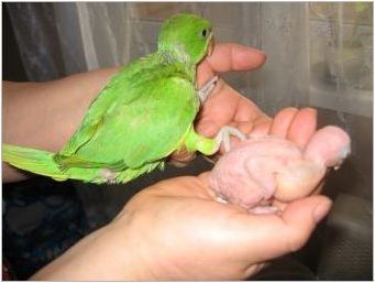 Папагалски папагали: видове, съдържание и разплод