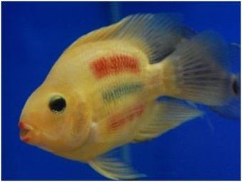 Parrot Fish: сортове и тайни на съдържанието