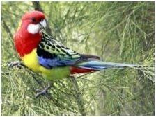 Parrot Rosela: описание, видове, правила за съдържание