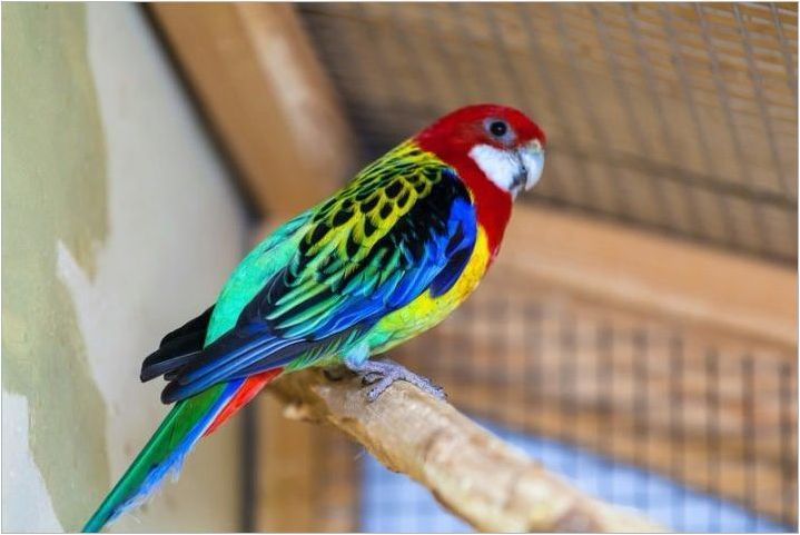 Parrot Rosela: описание, видове, правила за съдържание
