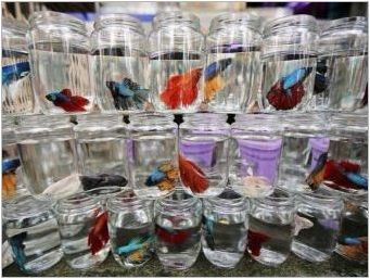 Petushov Aquariums: избор, оборудване и грижи
