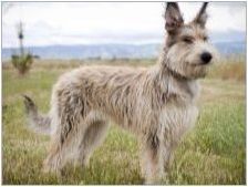 Picardi овчари: описание на породата и условията на кучето