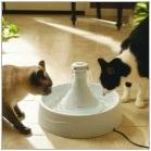 Пиячи за котки: сортове и препоръки за избор