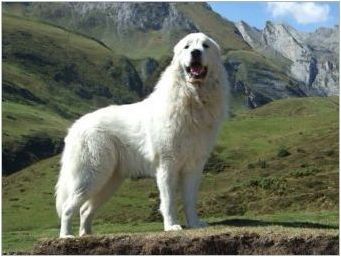 Пиренеи планинско куче: характеристики и разплод