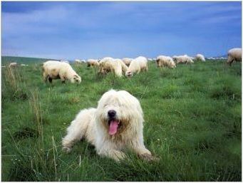 Пирениейска овчарка: Характеристики и съдържание