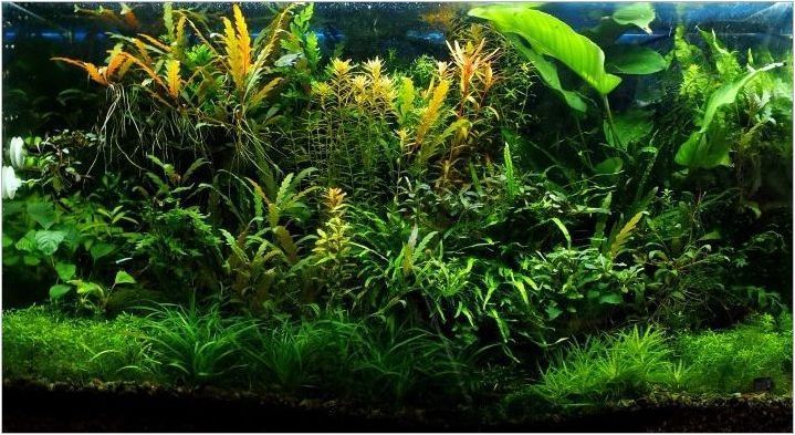 Плаващи аквариумни растения: разновидности, избор и особености