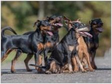Плюсове и недостатъци на кучетата на породата Zvergpinscher