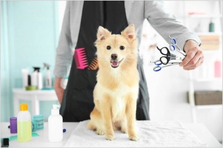 Подстригване на кучета Ножици: разновидности, изисквания и съвети за избор