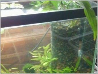 Попотници за аквариум: назначаване и сортове, правене на ръце