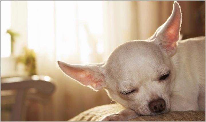 Популярни и интересни имена за момичета Chihuahua