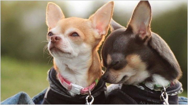 Популярни и интересни имена за момичета Chihuahua