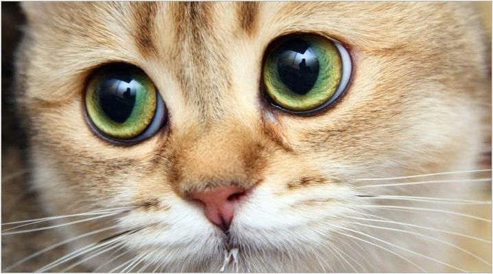 Порода котки с големи очи
