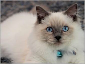 Порода котки с големи очи