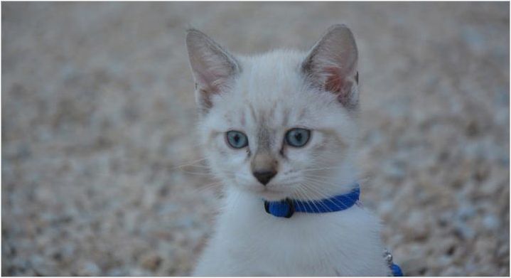 Порода котки със сини очи