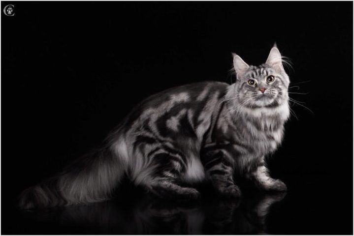 Порода мраморни котки