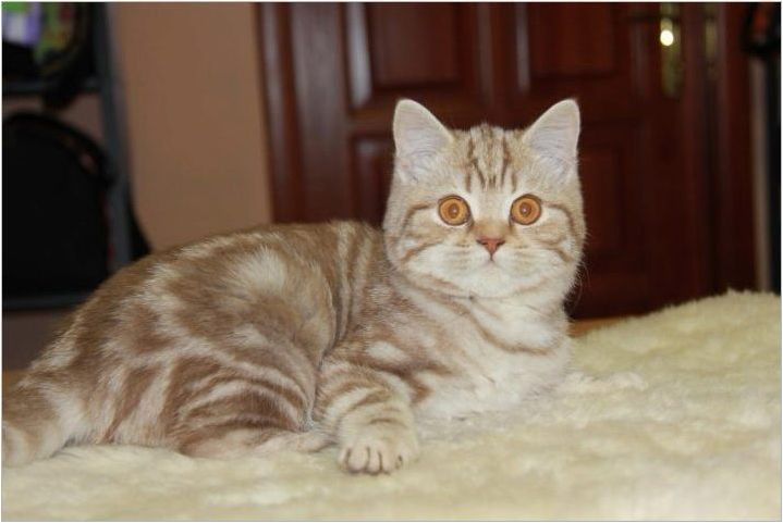 Порода мраморни котки