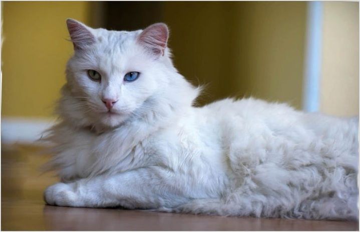 Породи котки с очи с различен цвят и техните особености
