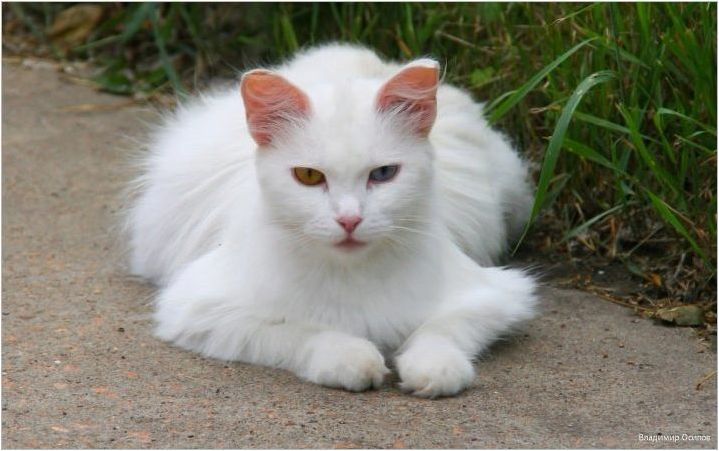Породи котки с очи с различен цвят и техните особености