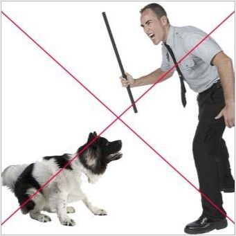 Правила за отглеждане на кученца и възрастни кучета