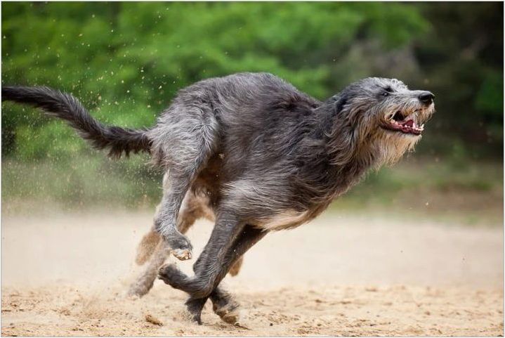 Преглед на най-бързите кучета в света