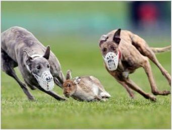 Преглед на най-бързите кучета в света