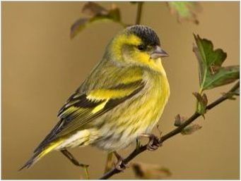 Птици: Преглед на популярните видове