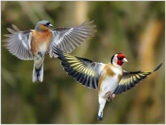 Птици: Преглед на популярните видове