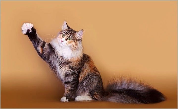 Пухкави котки: най-добрите породи и особеностите на грижата
