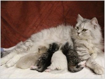 Ragamafhin: описание на котките порода, съдържание и разплод