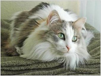 Ragamafhin: описание на котките порода, съдържание и разплод