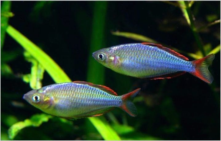 Rainbits: видове аквариумни риби и характеристики на тяхното съдържание