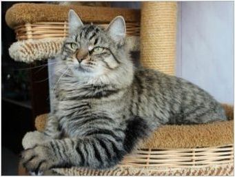 Раирани котки: функции, породи, избор и грижа