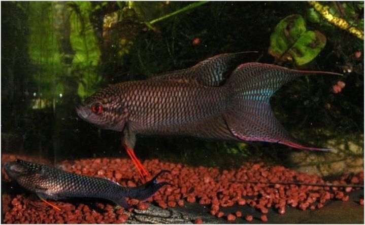 Разнообразие от черно аквариумни риби